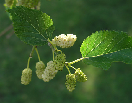 หม่อนขาว - White Mulberry