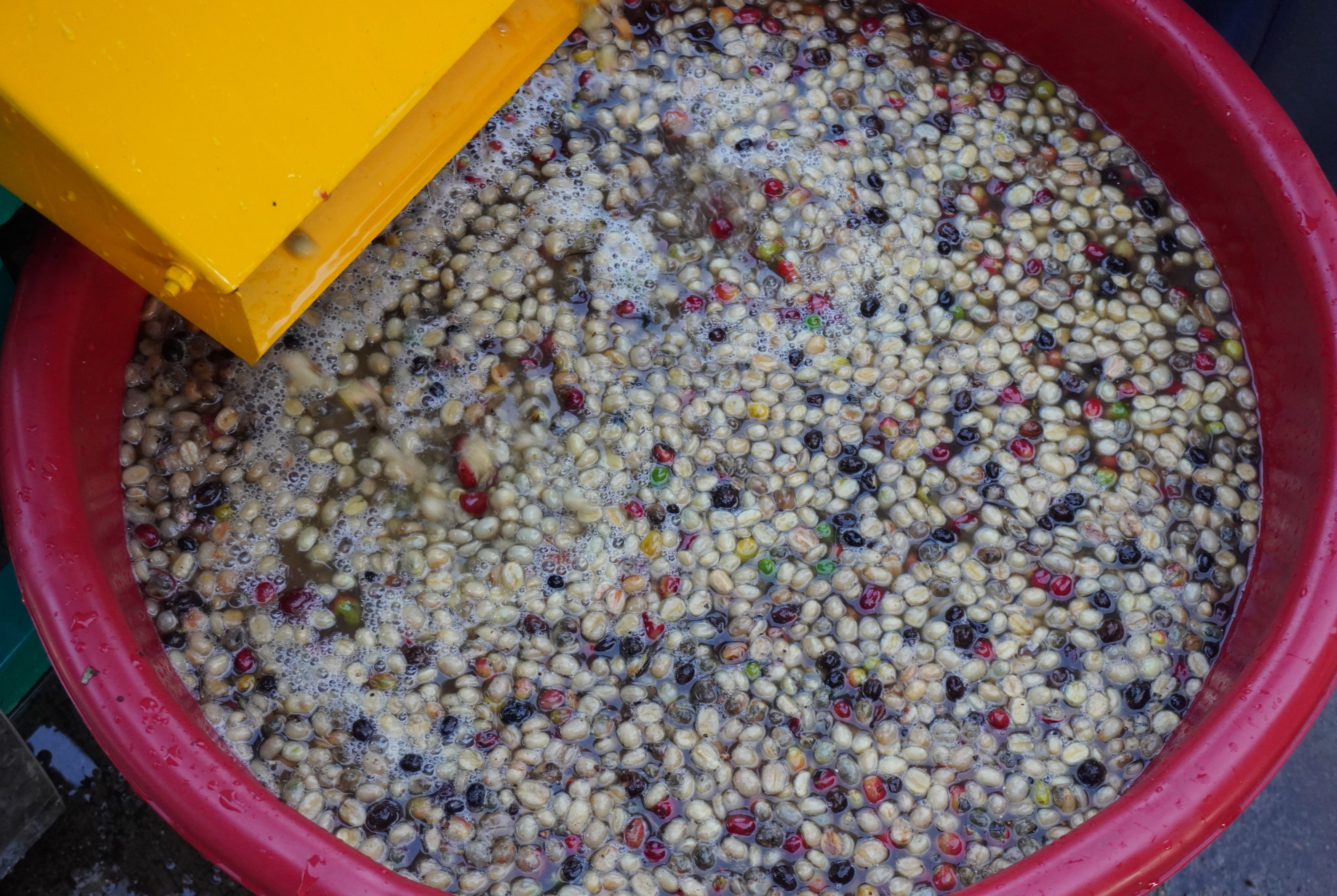 กาแฟบด ผงกาแฟ ขนาด 500 กรัม ชนิดคั่วเข้ม Ground Coffee - Medium Roast 500 g กาแฟอาราบิก้า (Arabica) 100% Shade Grown Coffee ปลูกกาแฟใต้ร่มเงา เมล็ดกาแฟออร์แกนิค ปลูกแบบธรรมชาติ ปลอดสาร จากยอดดอย อ.แม่อาย จ.เชียงใหม่