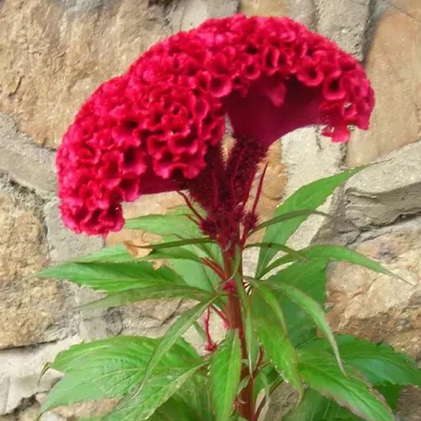 หงอนไก่สีแดง - Red Cockscomb