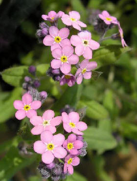 ฟอร์เก็ตมีน็อตสีชมพู - Pink Forget me not