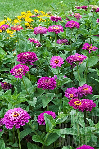 บานชื่นสีม่วง - Purple Prince Zinnia