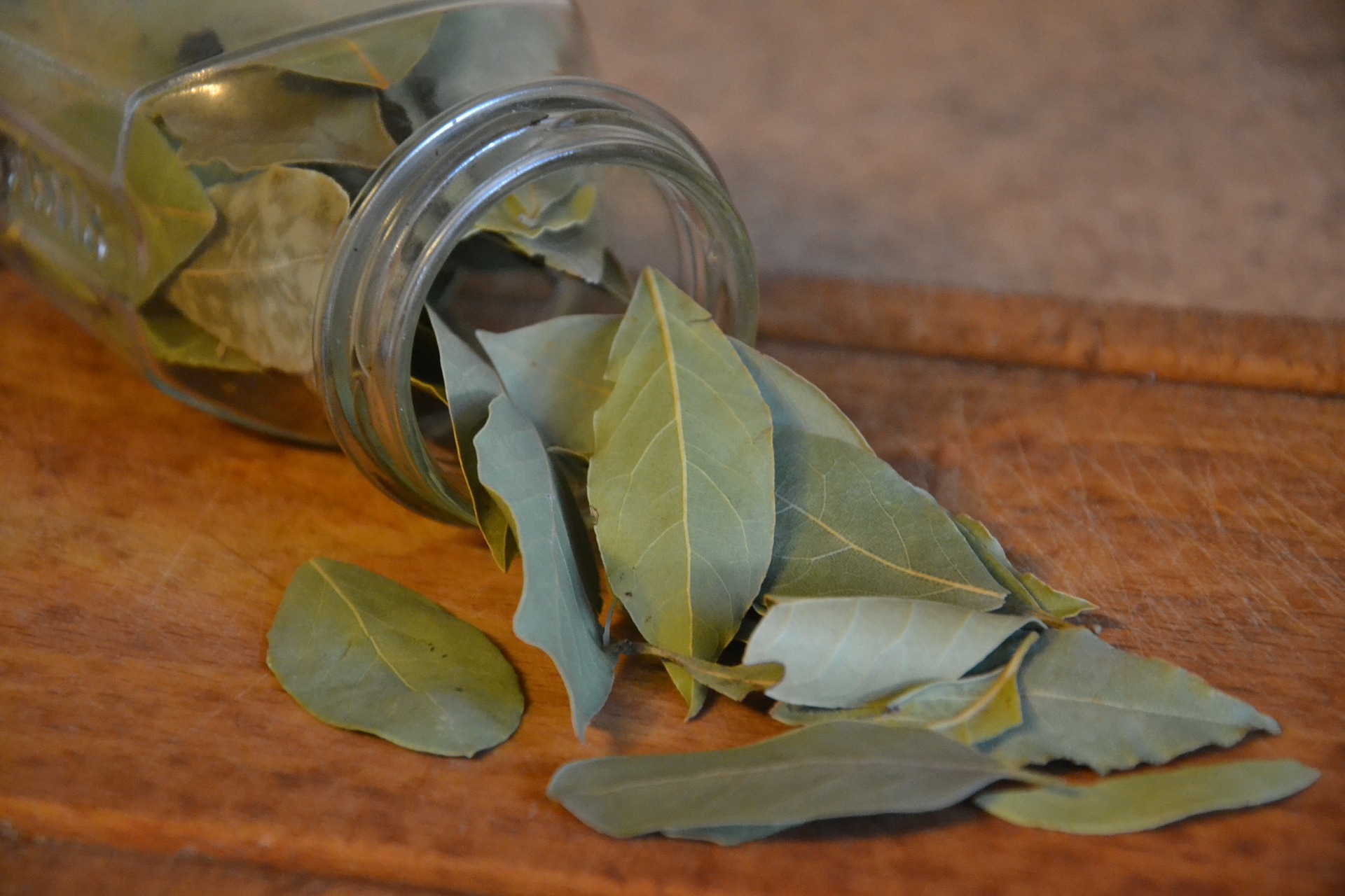 ต้นกระวาน - Bay leaf (Laurus nobilis)