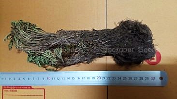 กุหลาบแวมไพร์ - Rose of Jericho (แบบต้น)