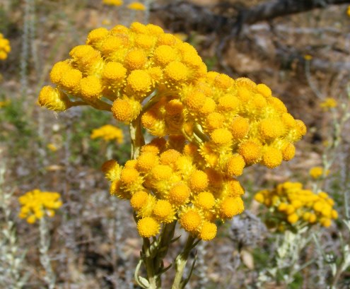 เดซี่ช่อสีเหลือง - Clustered Everlasting Daisy (ทำดอกไม้แห้ง)