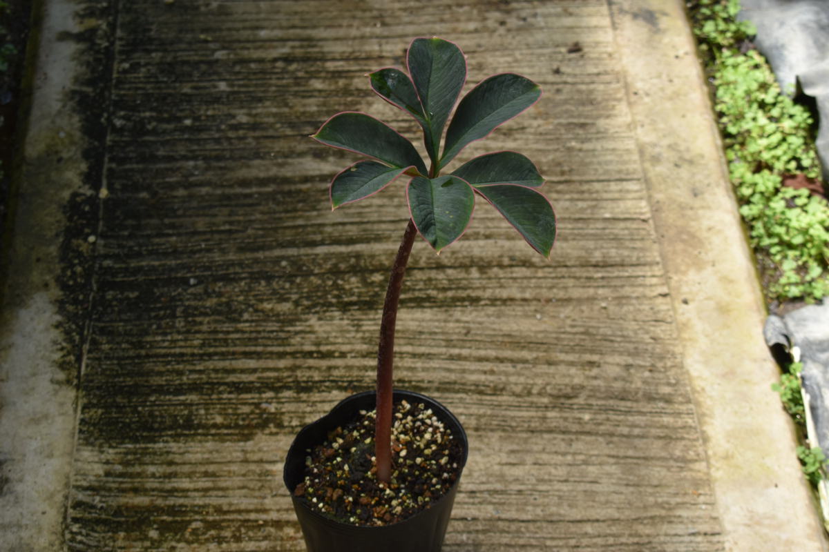 หัวบุกกำมะหยี่ - Amorphophallus atroviridus