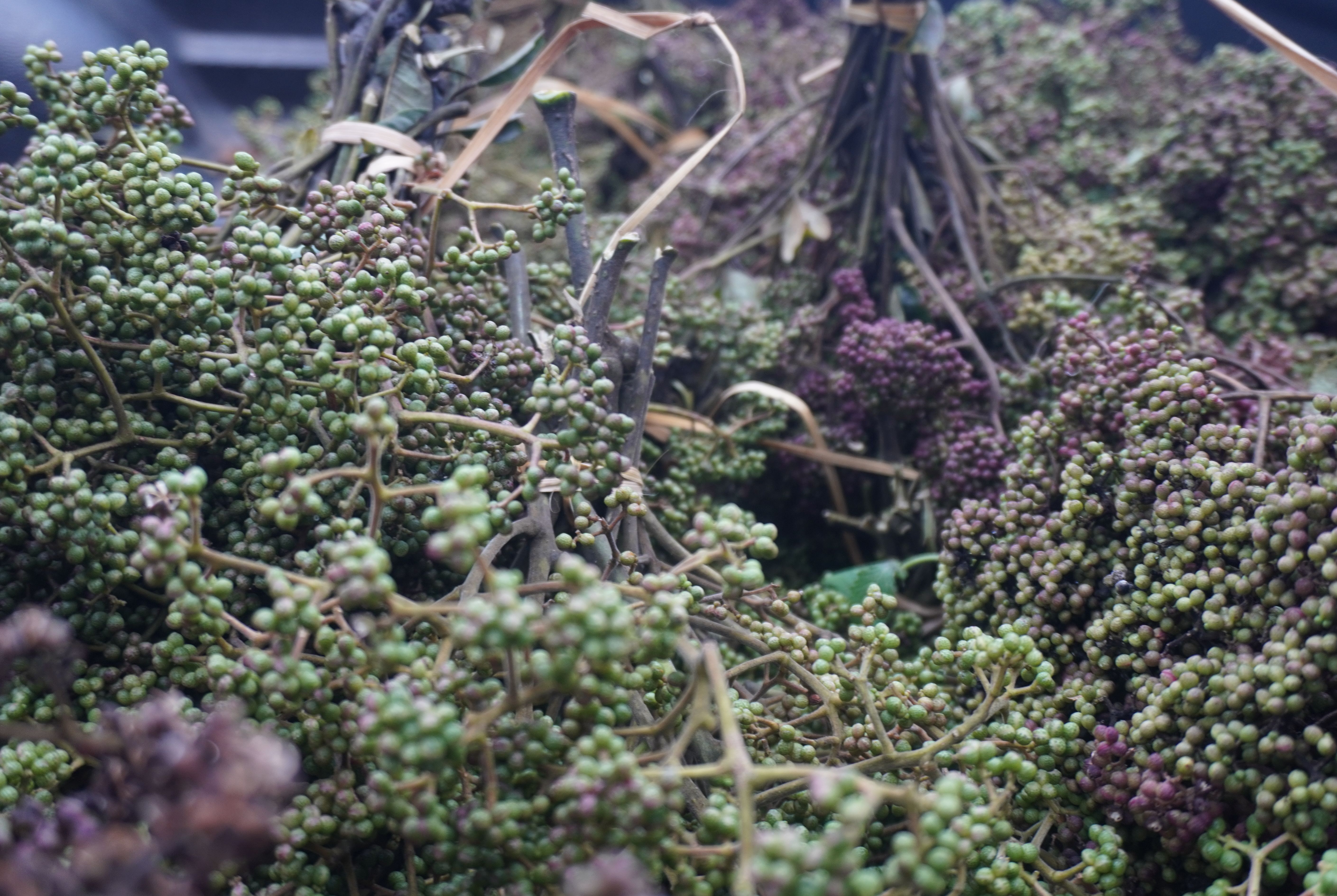 มะแขว่นติดก้าน 100g 🌿 จากยอดดอยเชียงใหม่ เครื่องเทศลาบ แกงฮังเล น้ำพริกอ่อง ไส้อั่ว อาหารล้านนาแท้ ชาวเหนือ ลูกระมาศ หมากมาศตากแห้ง | Zanthoxylum Limonella 100g Chiang Mai Mountain Spice For Larb Hang Le Nam Prik Ong Sai Ua Northern Thai Food