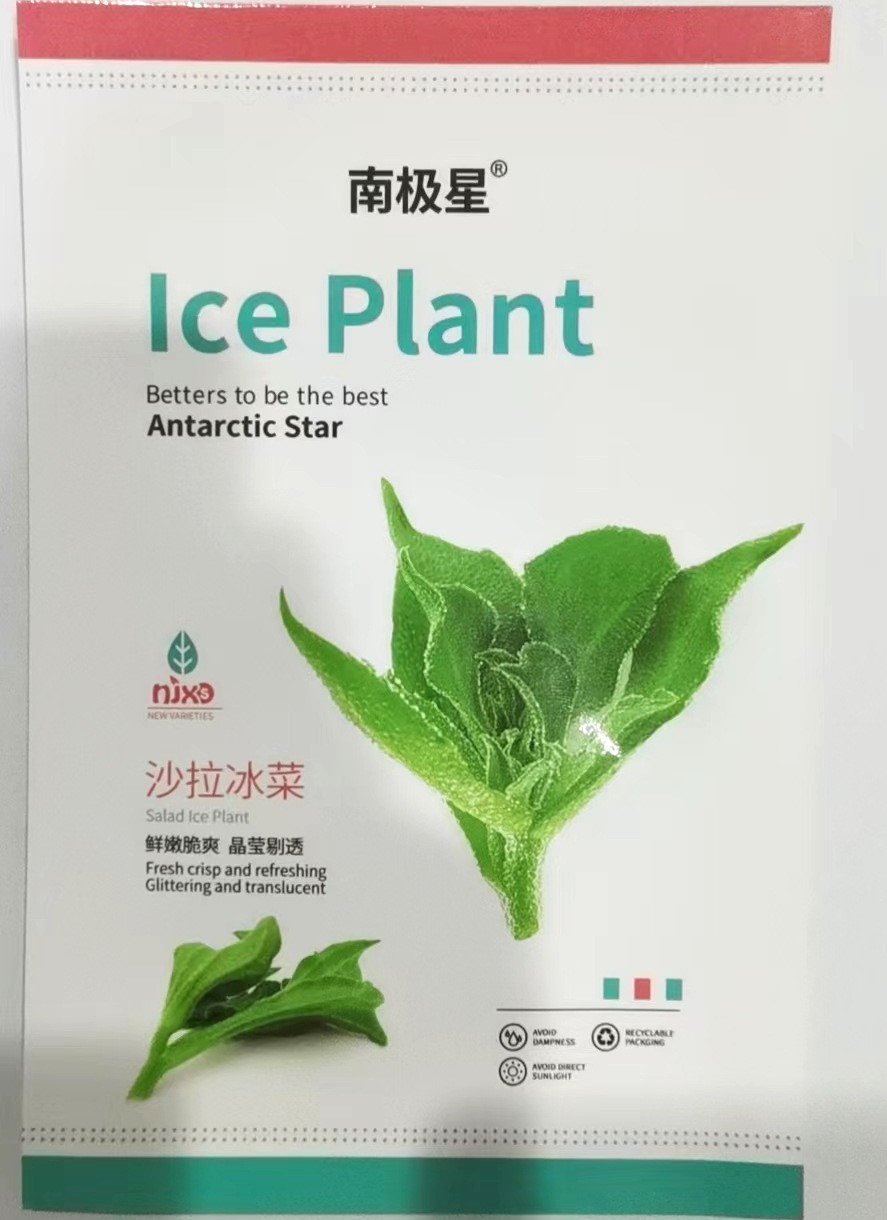 ผักเกล็ดหิมะ (ไอซ์แพลนท์) - Ice Plant ซองดั้งเดิม 2,000 เมล็ด