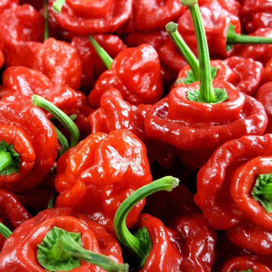 พริกจาไมก้าสก็อตบอนเนทสีแดง - Red Jamaican Scotch Bonnet Pepper