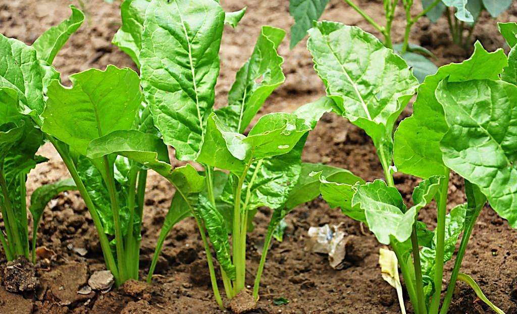 เก๋าฮะไฉ่ - Chinese Beet