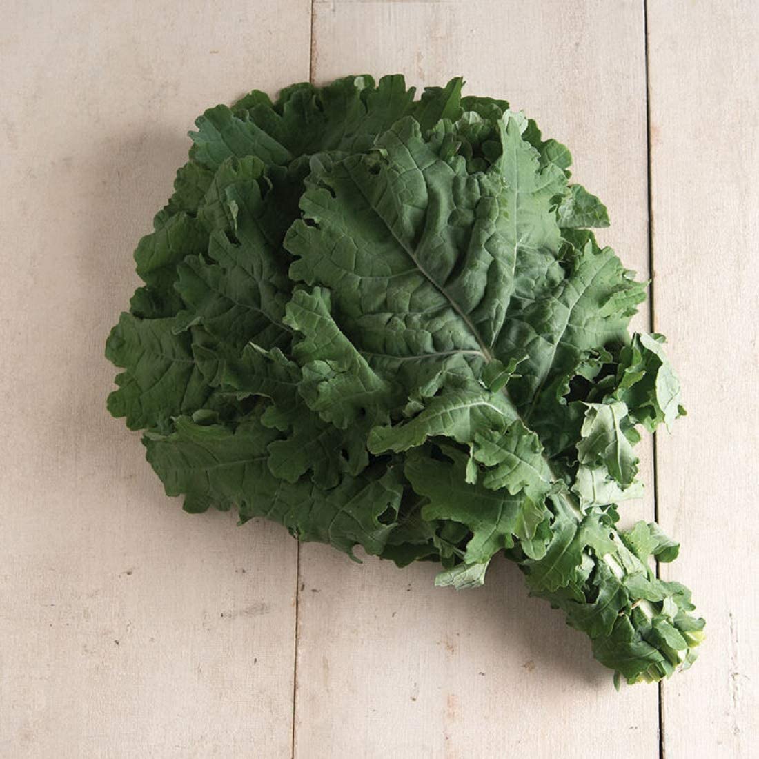 เคลรัสเซียสีขาว - White Russian Kale