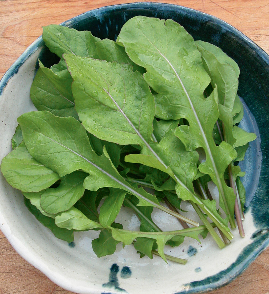 ร็อกเก็ต - Eruca sativa (Rocket)