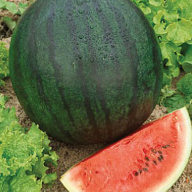 แตงโมเบบี้ชูการ์ - Baby Sugar Watermelon