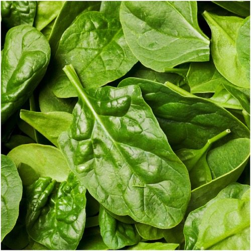 ผักปวยเล้งไจแอ้นท์โนเบล - Giant Noble Spinach