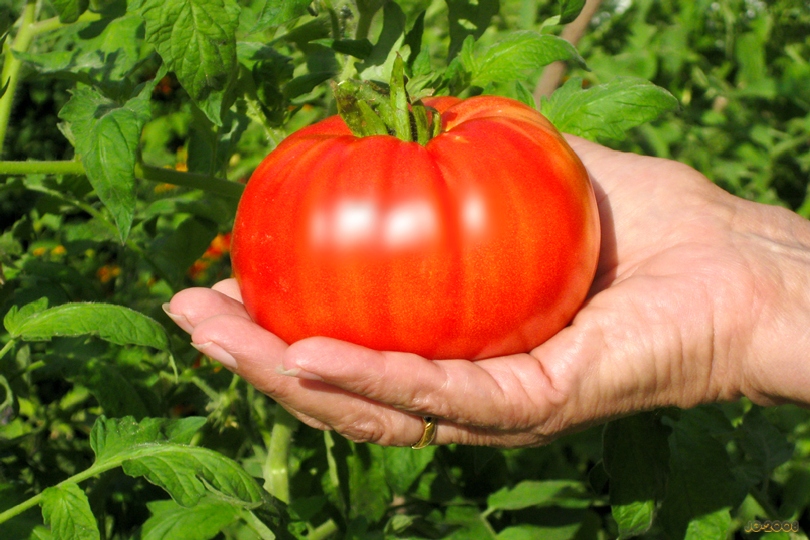 มะเขือเทศบีฟสเต็กสีแดง - Red Beefsteak Tomato