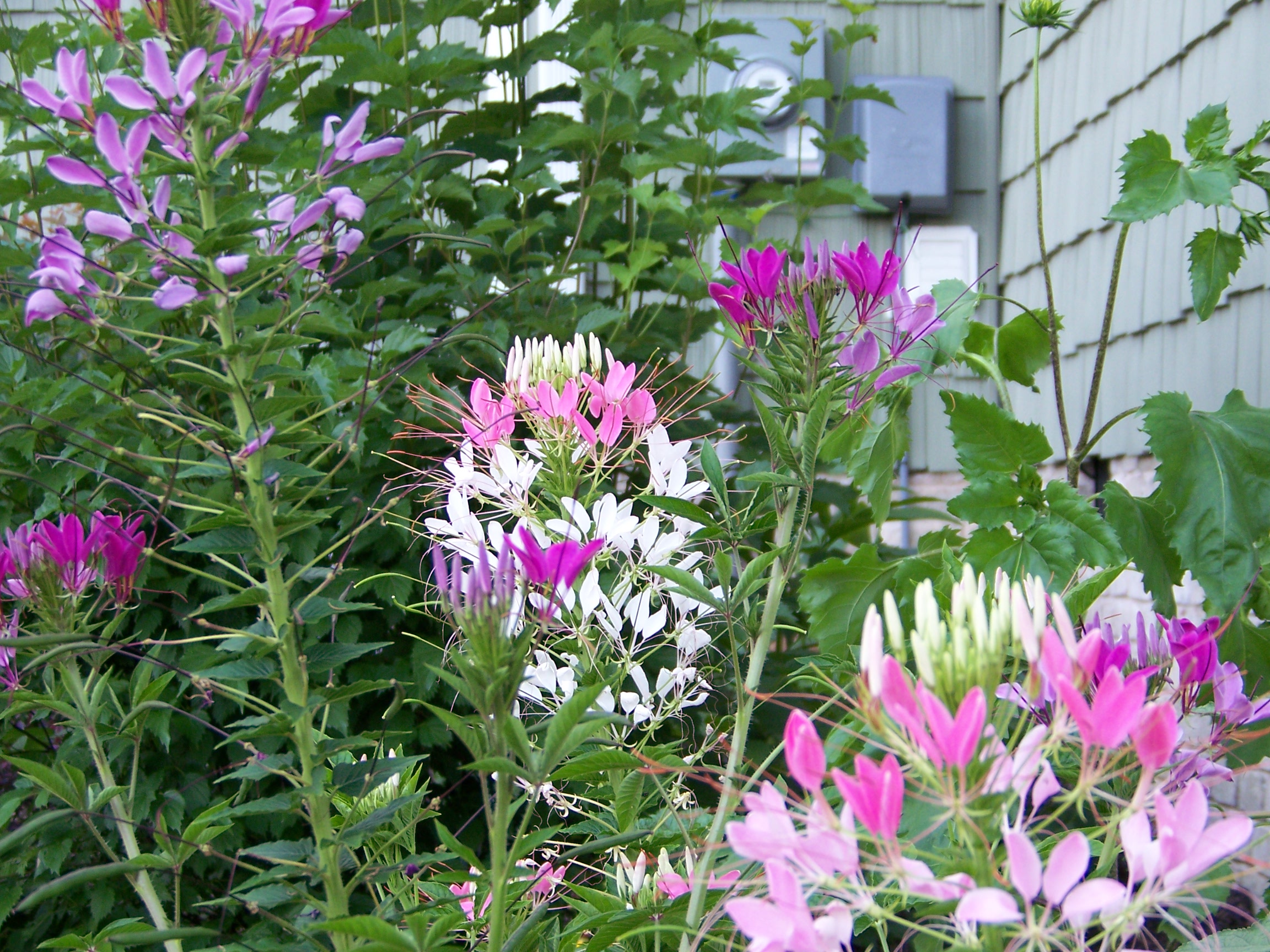 ผักเสี้ยนฝรั่งคละสี - Mixed Cleome