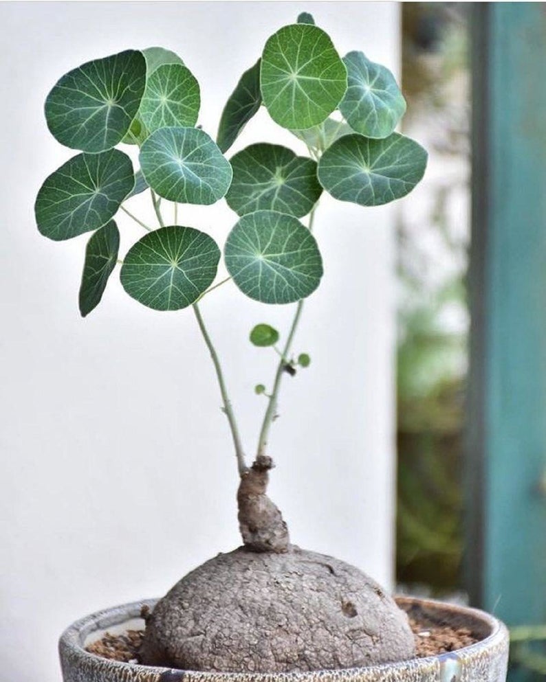 บัวบกโขด - Stephania erecta