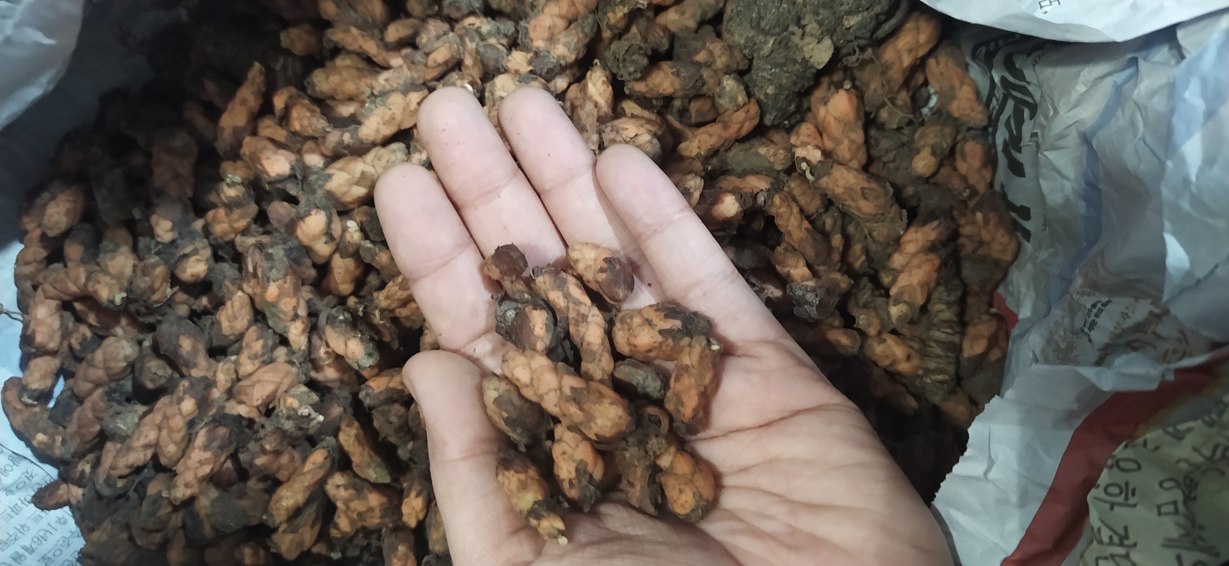 รากผีเสื้อราตรีสีม่วง - Oxalis triangularis 20 กรัม