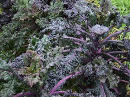 เคลลาซินาโต้เรนโบว์ - Lacinato Rainbow Kale