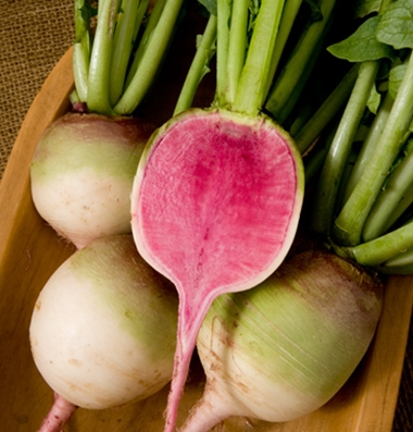 แรดิชแตงโม - Watermelon Radish