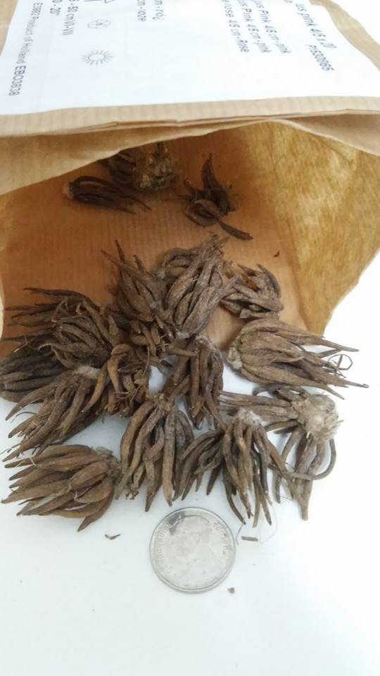 รานันคูลัส - Ranunculus