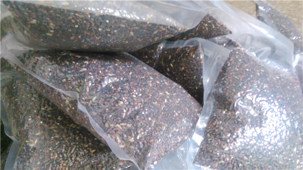 ข้าวญี่ปุ่นเลือดสีม่วง (เมล็ดสีม่วง หายาก) - Purple Blood Japanese Rice