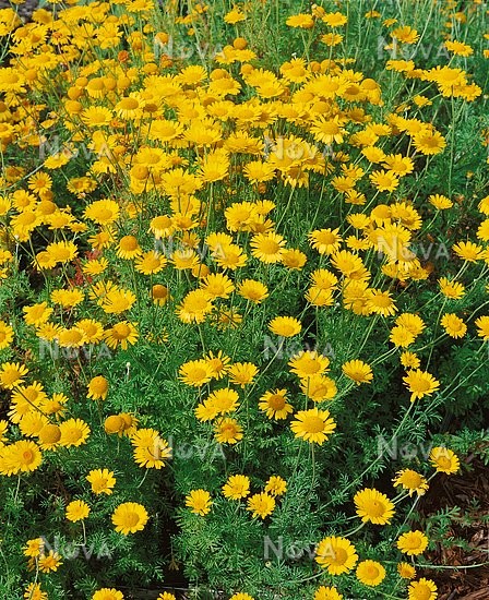 เดซี่มาร์กาเร็ตสีทอง - Golden marguerite Daisy (Anthemis tinctoria)