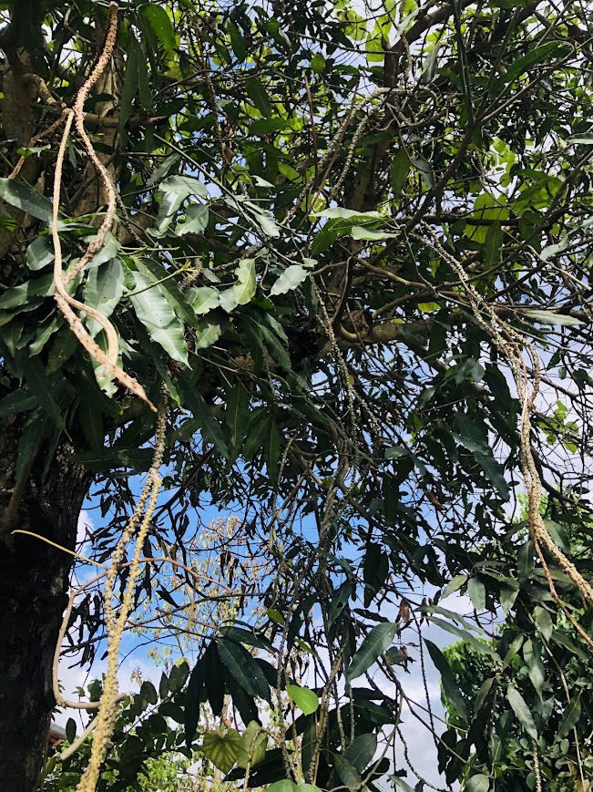 🌿 บอระเพ็ดสด Fresh Tinospora 1 กิโลกรัม ราคาถูก เถาบอระเพ็ดแท้ Tinospora cordifolia สมุนไพรไทย Thai Herb ต้านอนุมูลอิสระ Antioxidant ขายส่ง-ปลีก Wholesale 🌿 บอระเพ็ดสด Fresh Tinospora cordifolia (Thunb.) Miers. เถาบอระเพ็ดแท้