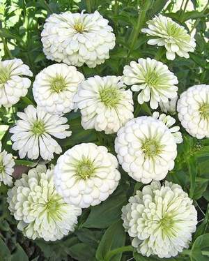 บานชื่นสีขาวคละชนิด - White Polar Bear Zinnia