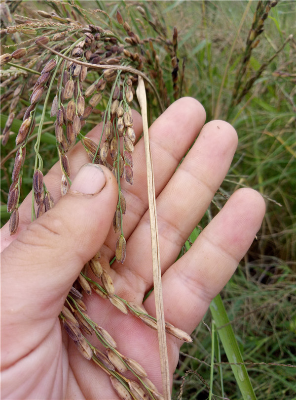 ข้าวญี่ปุ่นไข่มุกดำ (เมล็ดสีดำ หายาก) - Black Pearl Japanese Rice