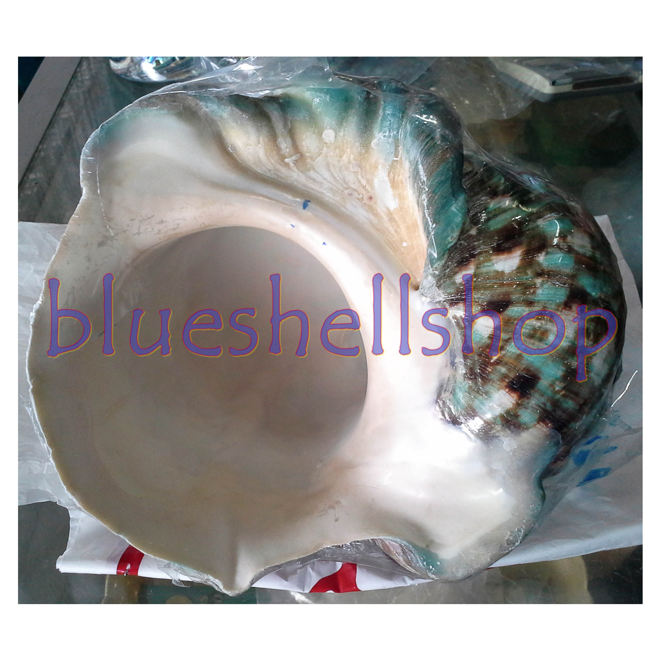 หอยมุกไฟขัดเขียว