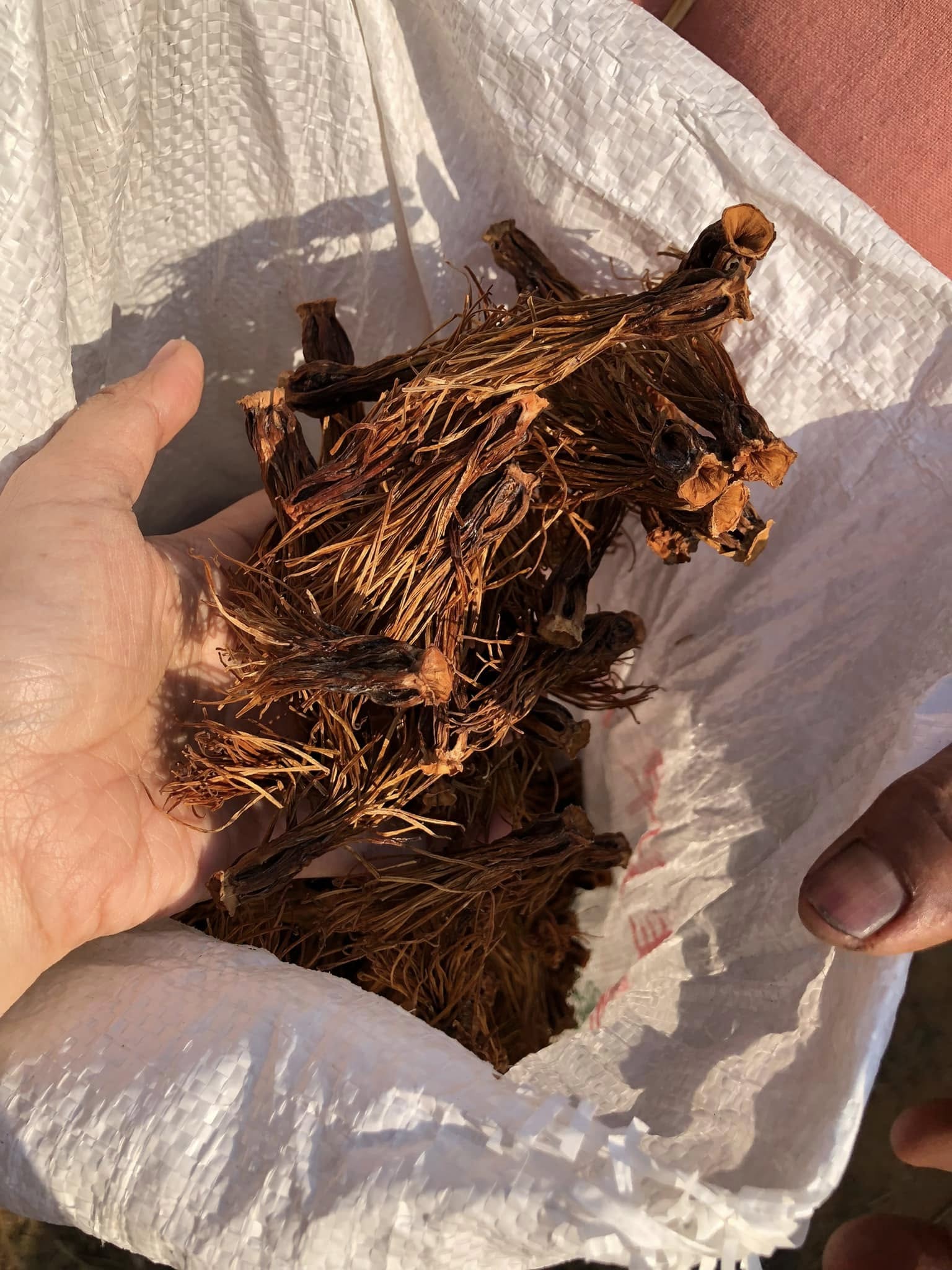 ดอกเงี้ยว ดอกงิ้ว ดอกเงี้ยวแห้ง 1 กิโลกรัม มาใหม่ ปี 2568 ดอกเงี้ยวราคาประหยัด เหมาะกับร้านอาหาร ร้านขนมจีนน้ำเงี้ยว ดอกเงี้ยวแห้ง Red cotton tree flowers dried เหมาะสำหรับทำขนมจีนน้ำเงี้ยว อาหารพื้นเมืองของทางภาคเหนือ อาหารแห้ง ของกินภาคเหนือ ของกินพื้นเ