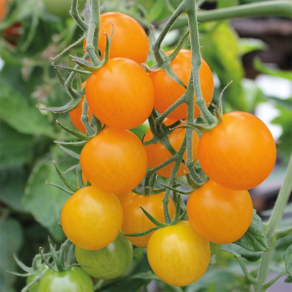 มะเขือเทศซันโกลด์ F1 - Sun Gold F1 Tomato (หวานมาก 11 Brix)