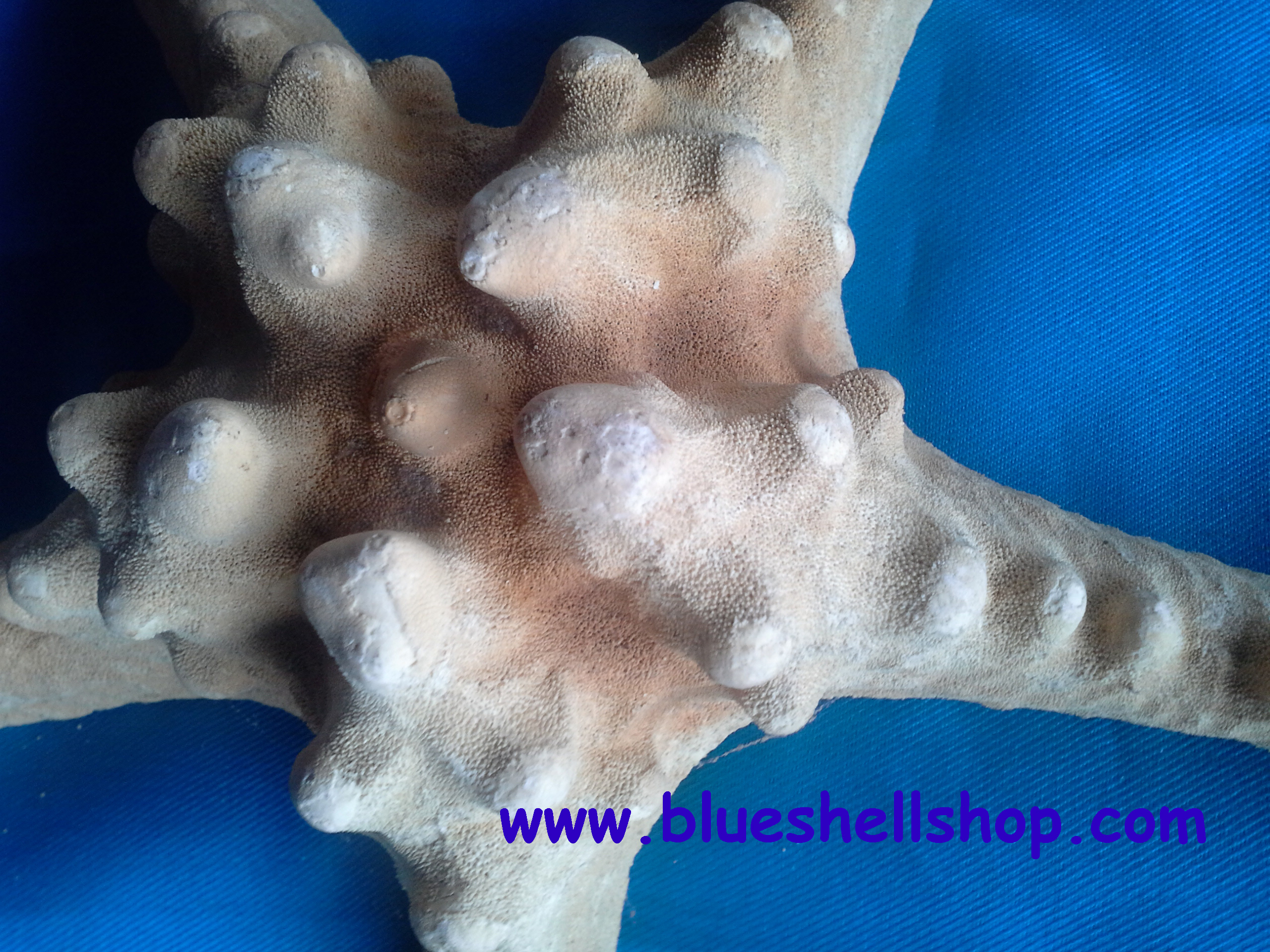 ปลาดาวหนาม