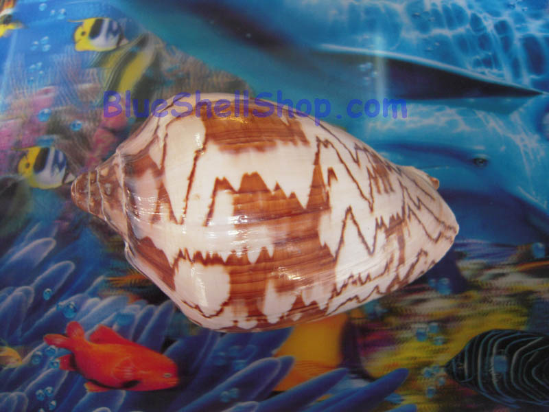 หอยโนรี