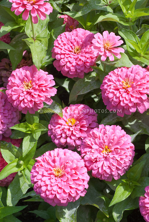 บานชื่นสีชมพูคละชนิด - Luminous Pink Zinnia