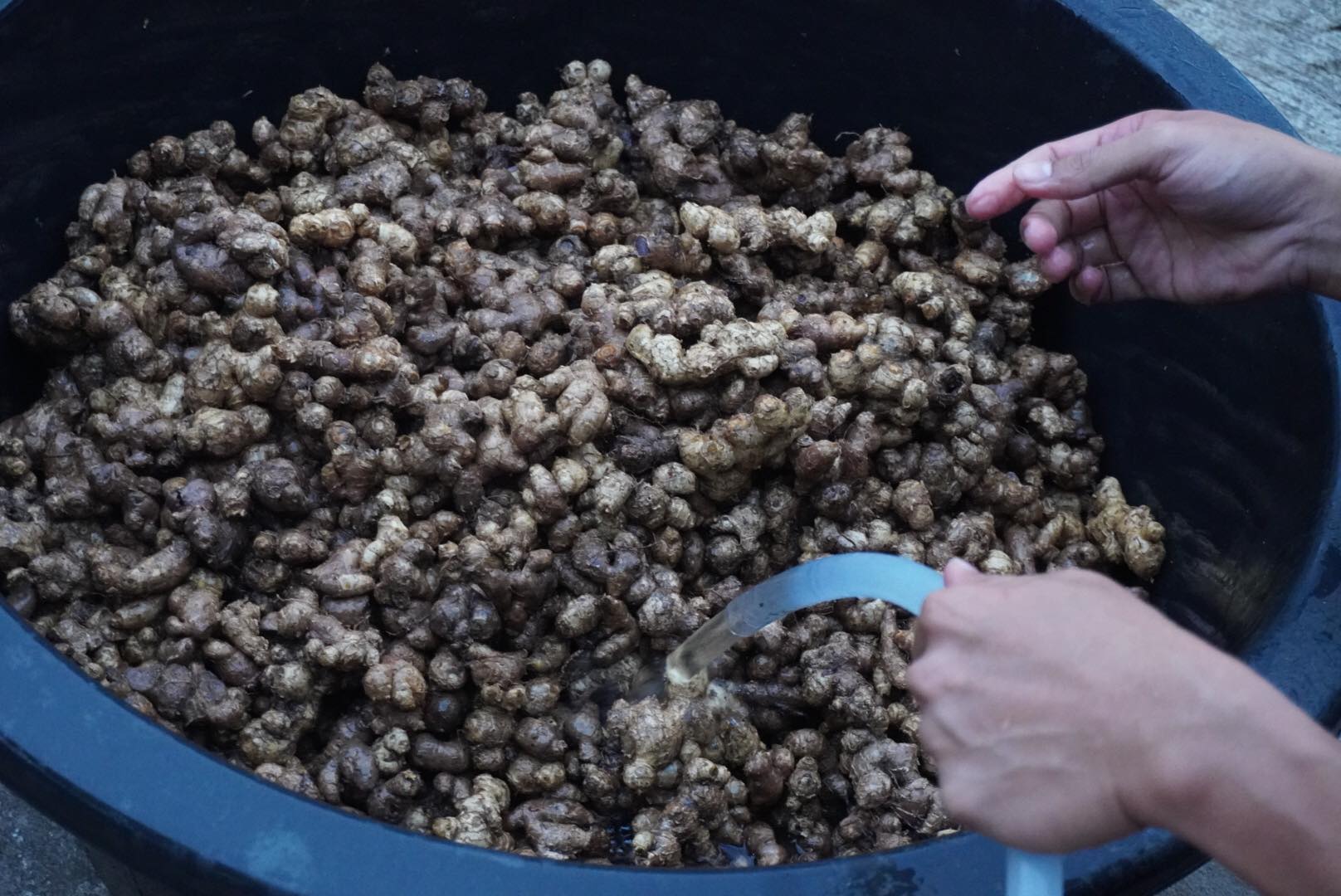 กระชายดำ ขนาด 1 กิโลกรัม ปลูกบนดอยเชียงใหม่ (ไม่ใช่ของนำเข้า)โสมไทย โสมกระชายดำ กระชายดำแห้ง ผลผลิตใหม่เดือนมีนาคม 2566 Black Galingale ช่วยบำรุงฮอร์โมนเพศชาย บำรุงหัวใจ ช่วยในระบบหมุนโลหิตของร่างกาย ช่วยให้กล้ามเนื้อแข็งแรง ช่วยให้นอนหลับ