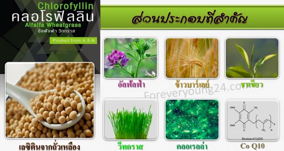 คลอโรฟิลลิน ผักเม็ดสำหรับคนไม่ชอบกินผัก (Chorofyllin Alfalfa Wheatgrass)
