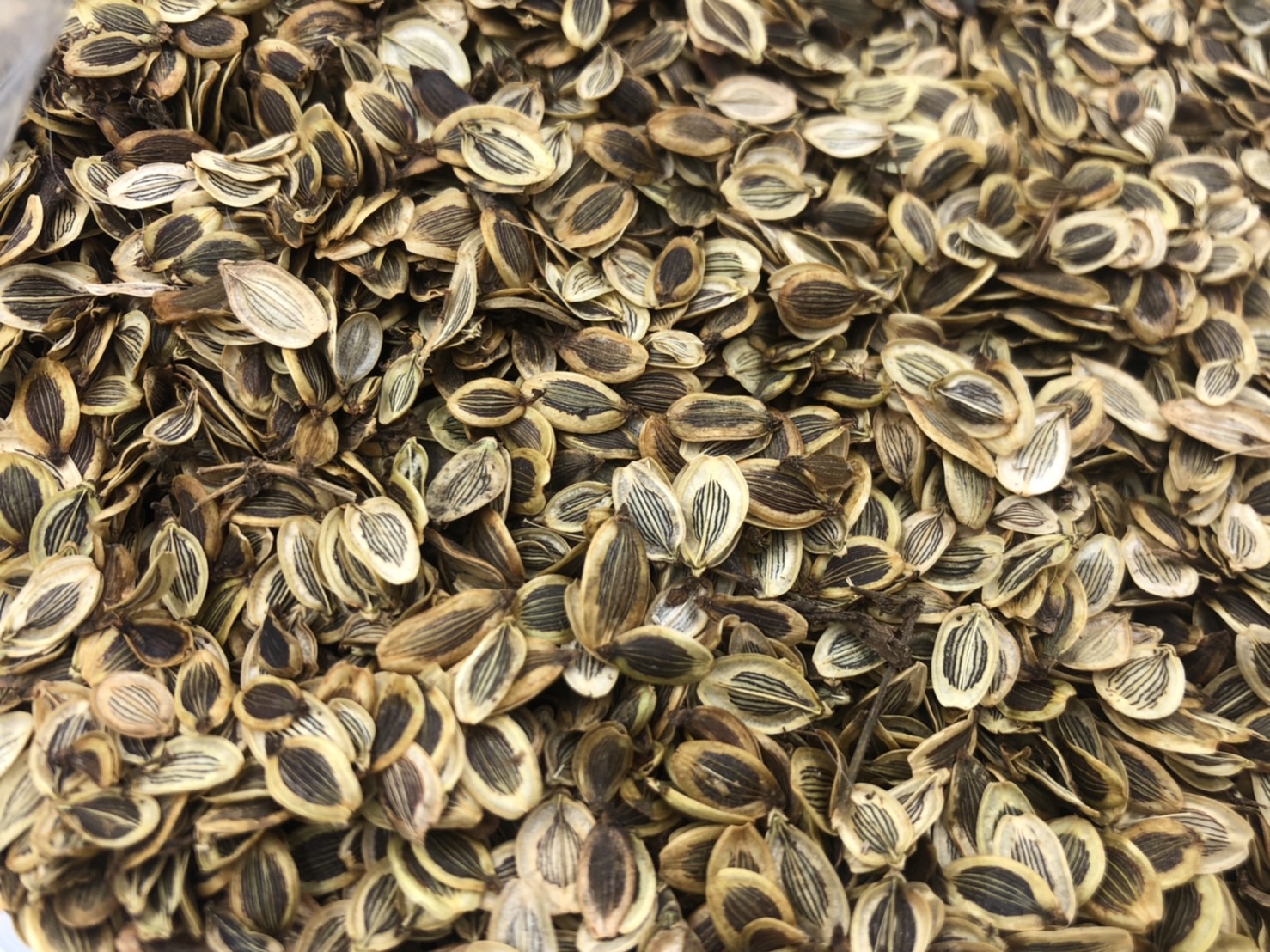 ขายมะแหลบแท้ 🌿 เครื่องเทศหายากภาคเหนือ 500g | เกรด A คุณภาพพรีเมียม ส่งทั่วไทย มะแหลบ เกรด A ขนาด 500 กรัม เทียนตั๊กแตน มะแหลบเครื่องเทศหายาก เครื่องเทศภาคเหนือ เมล็ดใช้เป็นเครื่องเทศแต่งกลิ่นอาหาร ชาวล้านนานำมาเป็นส่วนผสมของน้ำพริกลาบ