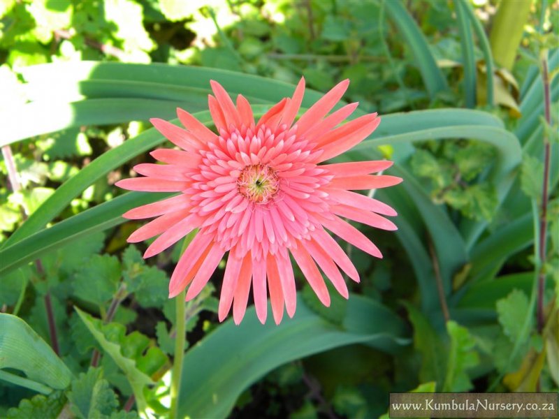 เยอบีร่าคละสี - Gerbera Jamesonii Hybrids
