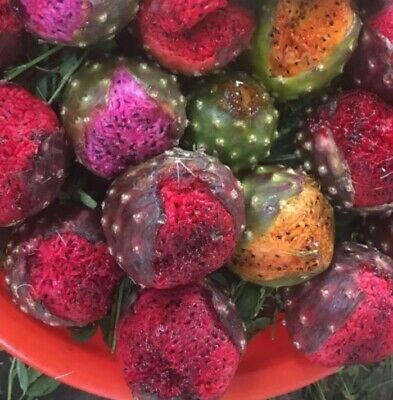 แก้วมังกรเม็กซิโก - Mexican Pitaya (Stenocereus queretaroensis)