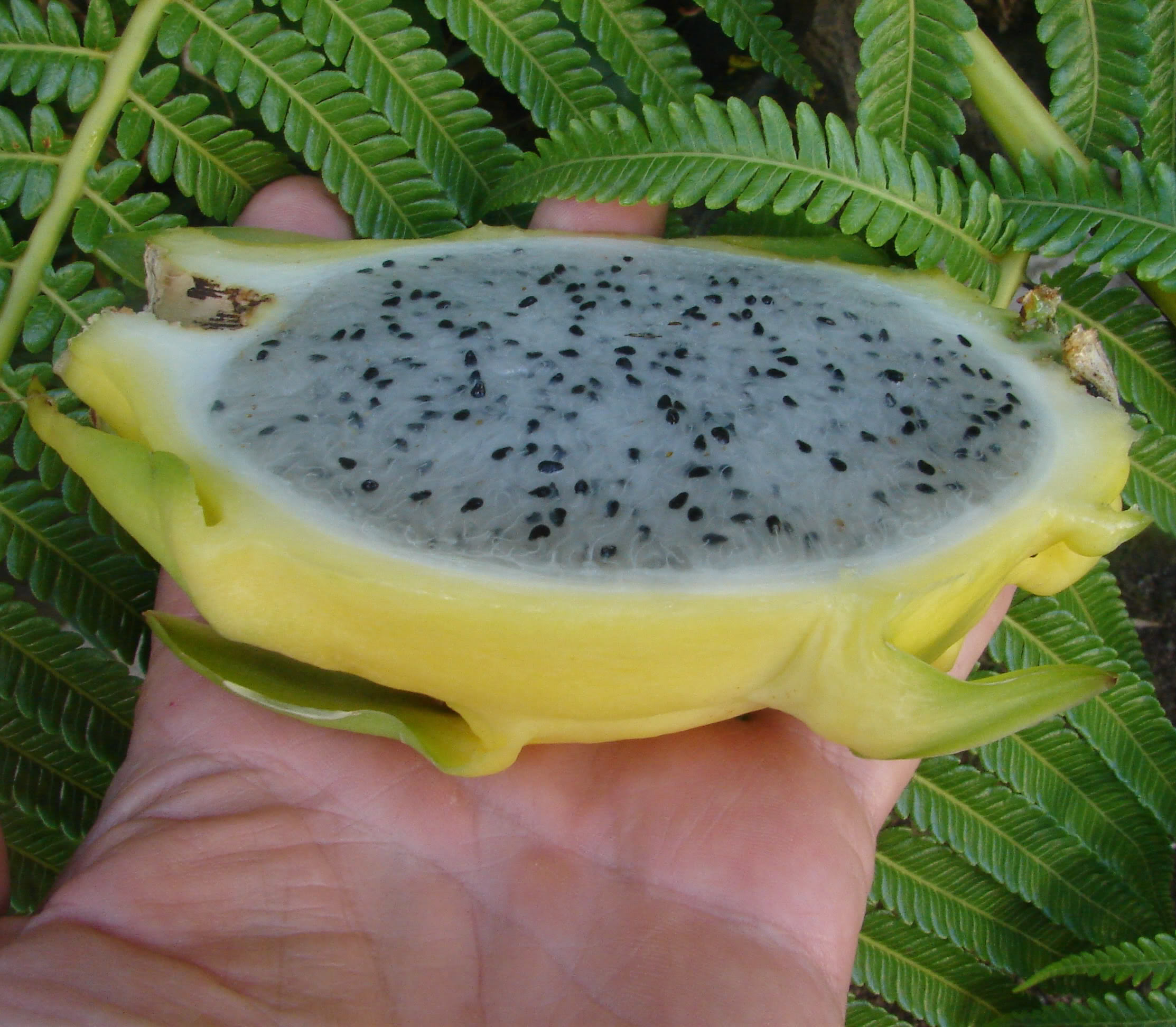 กิ่งแก้วมังกรอิสราเอลสีเหลือง - Hylocereus undatus