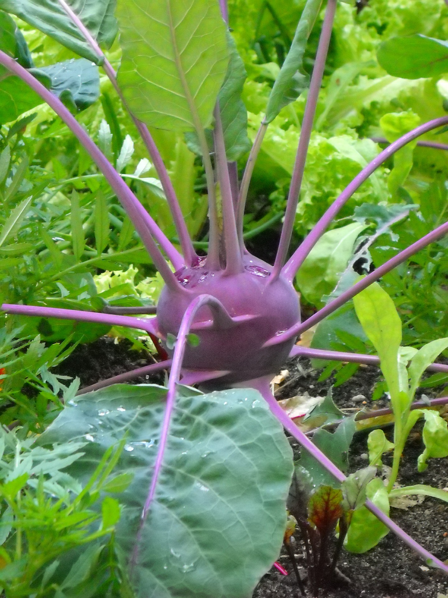 กะหล่ำปมสีม่วง - Purple Kohlrabi