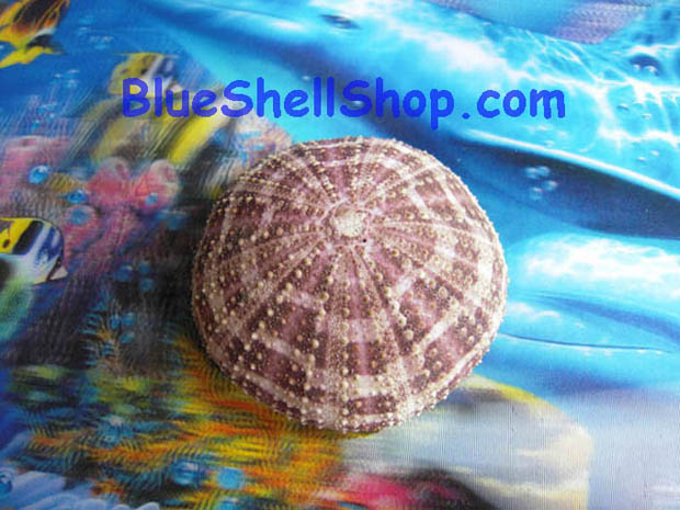 หอยเม่นทะเล