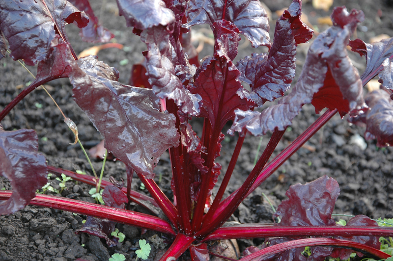 บีทเลือดกระทิง - Bull's Blood Beet