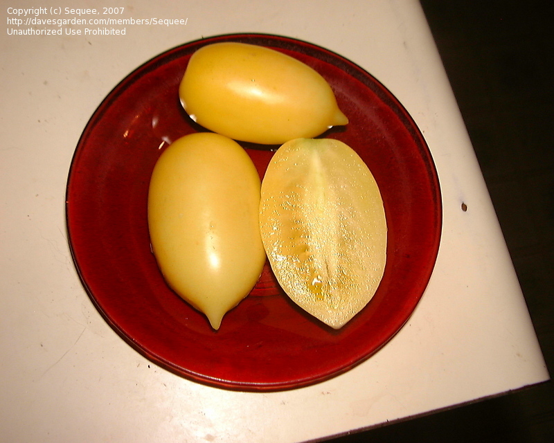 มะเขือเทศซอสเซจสีครีม - Cream Sausage Tomato