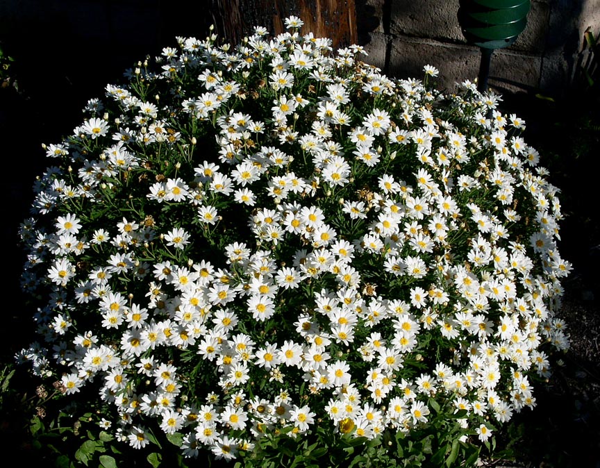 เดซี่เลื้อย - Creeping Daisy