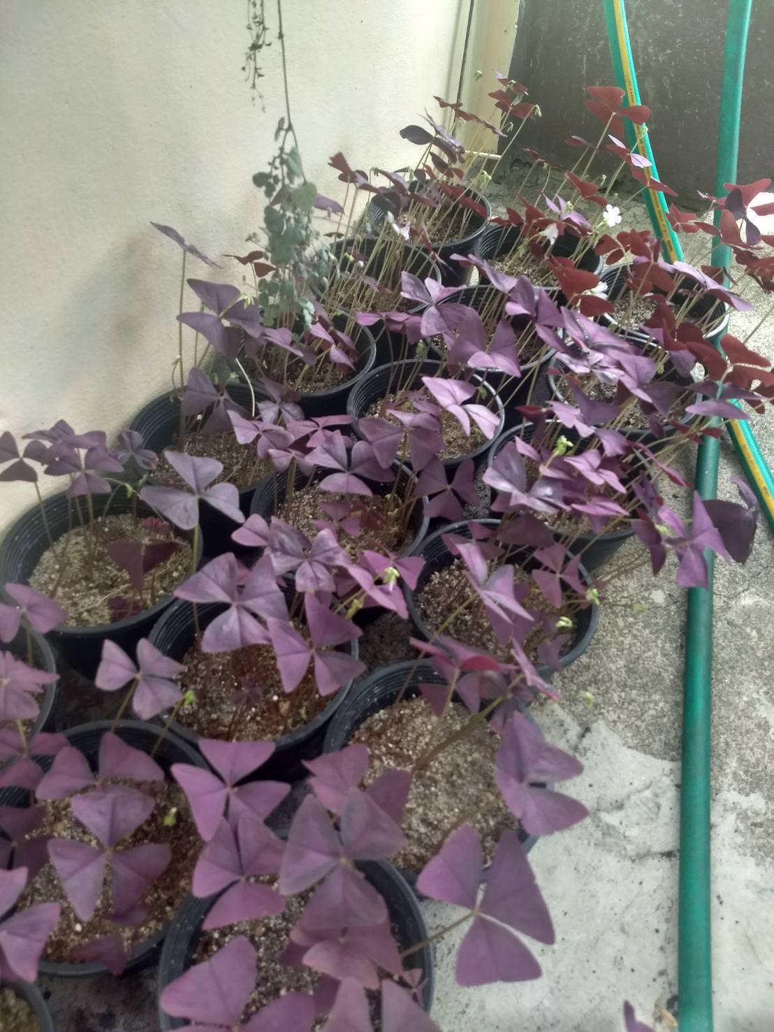 รากผีเสื้อราตรีสีม่วง - Oxalis triangularis 20 กรัม