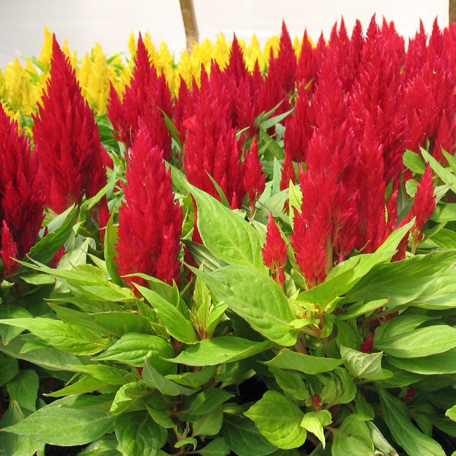 สร้อยไก่สีแดง - Red Celosia