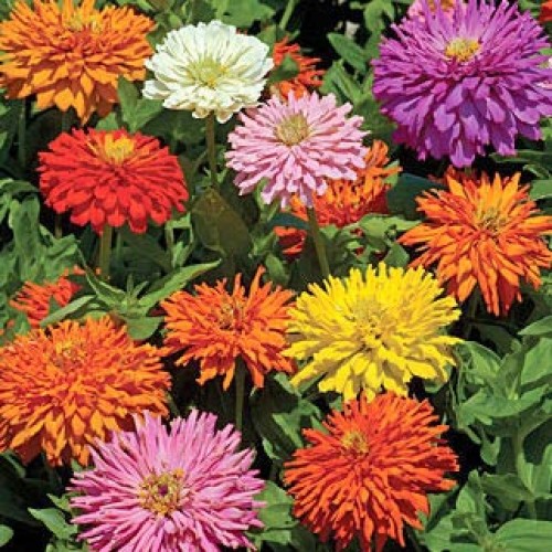 บานชื่นแคคตัสคละสี - Mixed Cactus Zinnia