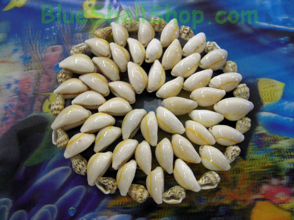 จานรองแก้วหอยเบี้ยขาว